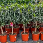 Oleander obyčajný (Nerium oleander) červený - výška: 70-100 cm, kont. C5L (-10/-12°C) NA KMIENKU